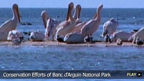 Conservation Efforts of Banc d'Arguin National Park