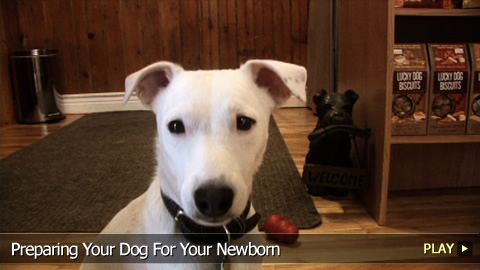 Preparing Your Dog For A Newborn