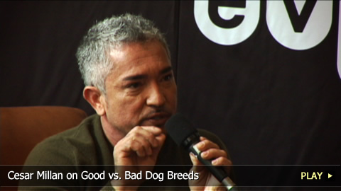 Cesar Millan on Good vs. Bad Dog Breeds