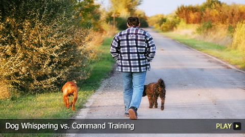 Dog Whispering vs. Command Training