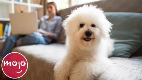 Top 10 Best Dog Breeds for Apartments