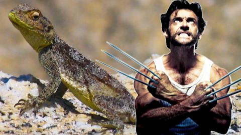 Top 10 Most Incredible Animals with Legit Superpowers