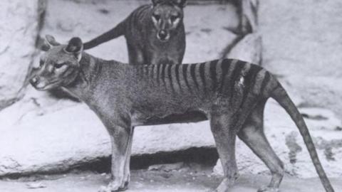 Top 10 Extinct Animals