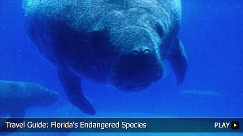 Florida's Endangered Species Florida's Endangered Species
