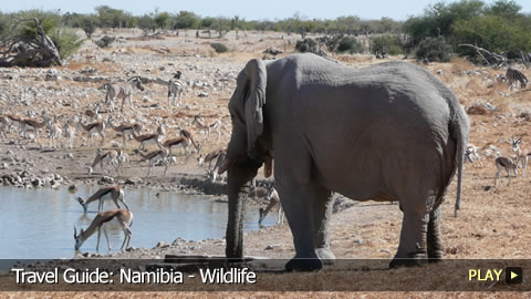 Travel Guide: Namibia - Wildlife