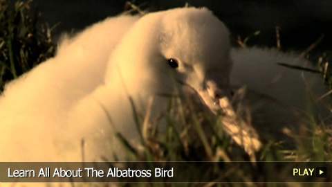 Learn All About The Albatross Bird