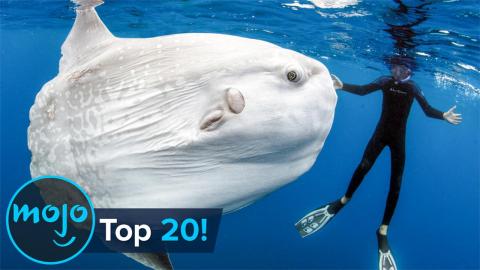 Top 10 Abnormally Large Animals That Really Exist
