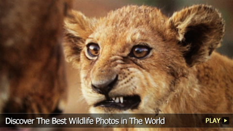 Discover The Best Wildlife