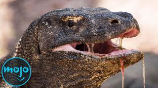 Top 10 Most Dangerous Reptiles on Earth