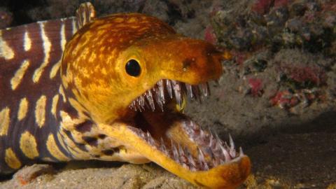 Top 10 Terrifyingly Deadly Sea Creatures