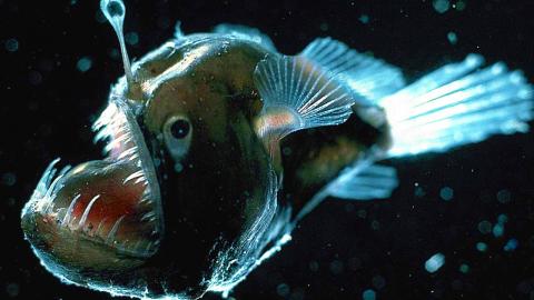 Top 10 Scariest Looking Fish