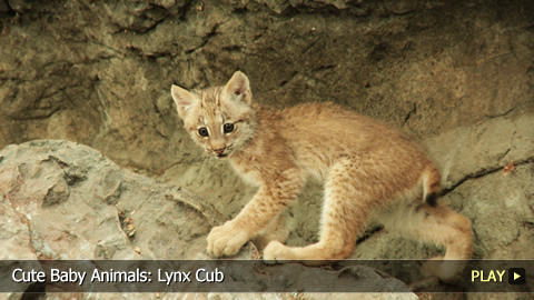 Cute Baby Animals: Lynx Cub