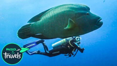 Top 10 Most Awesome Scuba Diving Spots Ever 