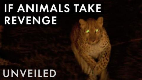 What If Animals Hunted Humans?