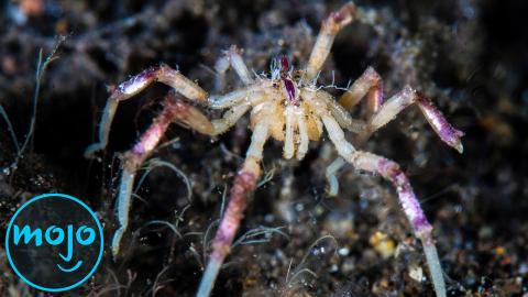 Top 10 Creepiest Underwater Creatures That Actually Exist