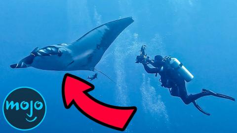 Top 10 Largest Sea Creatures On Earth Today