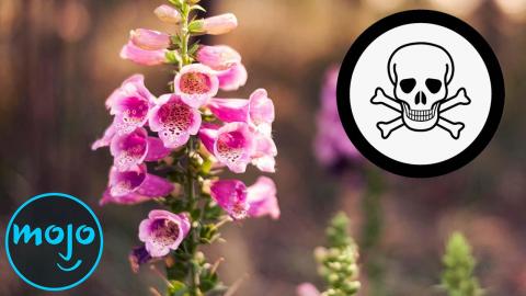 Top 10 Plants That Could Kill You