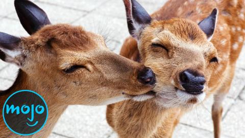 Top 10 Ways Animals Look Out for Each Other