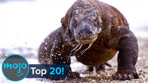 Top 20 Greatest Animal Predators