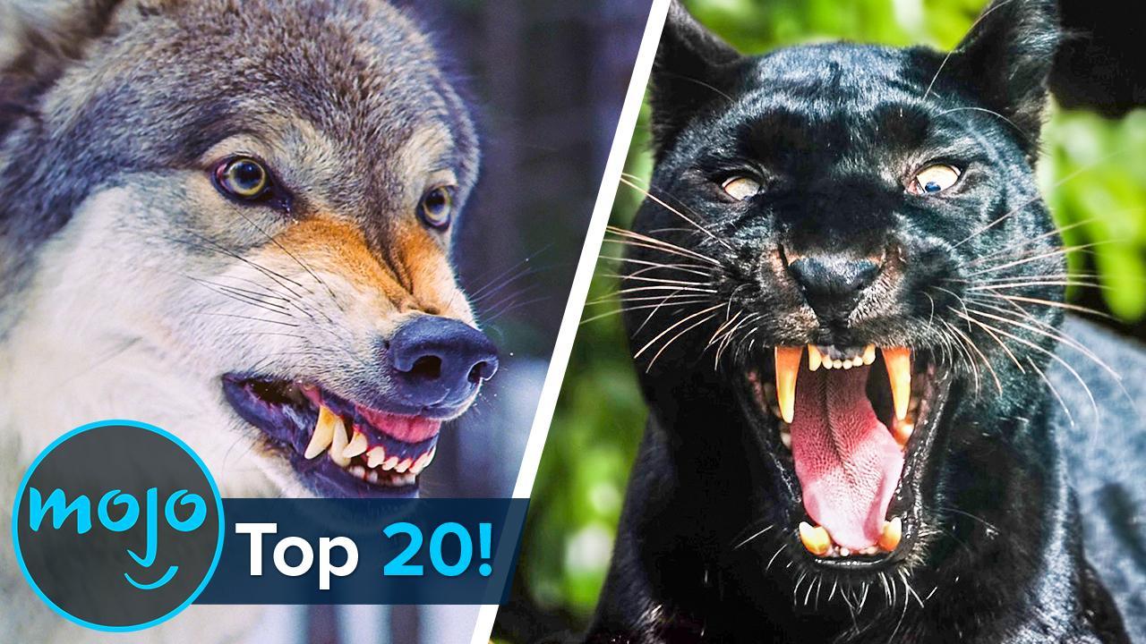 Top 20 Real Life Man-Eaters