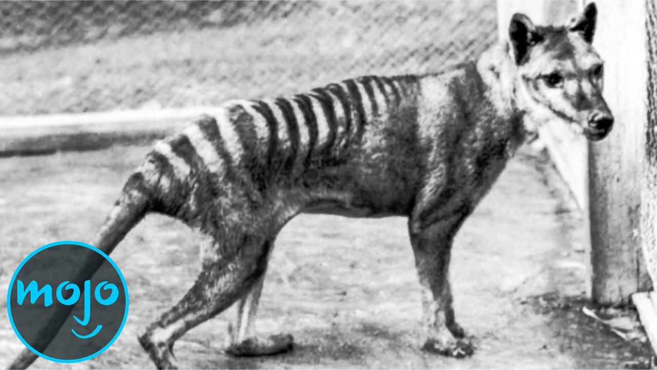 teater reference side Top 10 Animals Scientists Want to Bring Back From Extinction | WatchMojo.com