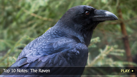 Top 10 Notes: The Raven