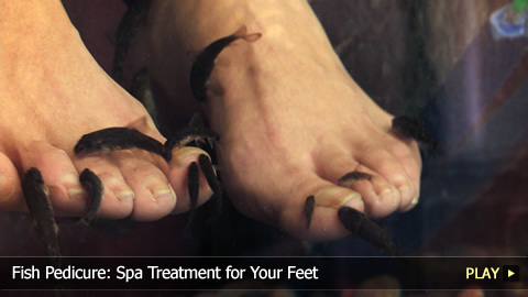 Fish Pedicure: Spa Treatment for Your Feet