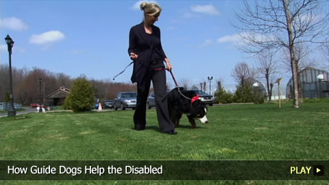 How Guide Dogs Help the Disabled