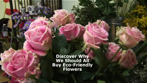 Learn About Organic Eco-Friendly Flowers