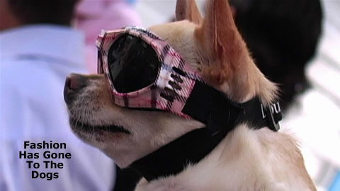 CanisWear: Clothing and Accessories for Dogs