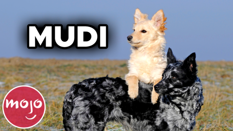 Top 10 Dog Breeds You've Never Heard Of