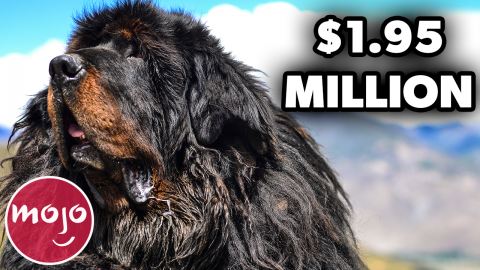 kort elektropositive Hæl Top 10 Most Expensive Dog Breeds | WatchMojo.com