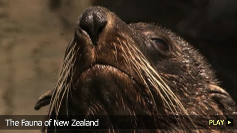 The Fauna of New Zealand
