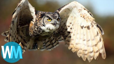 Top 10 animals with scary night vision!