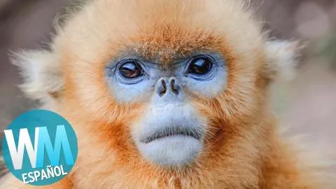 Top 10 Animales QUE NO SABÍAS QUE EXISTÍAN