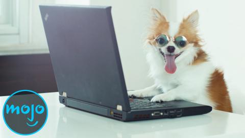 Another Top 10 Intelligent Animals Another Top 10 Intelligent Animals