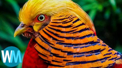 Top Ten Commonly Found Birds in the World