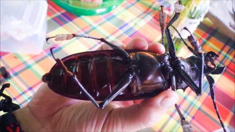 Top 10 Massive Insects That Are Actually Real