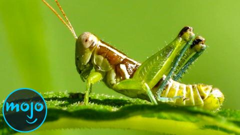 Top 10 edible bugs humans can eat