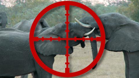 Top 10 Controversial Hunts