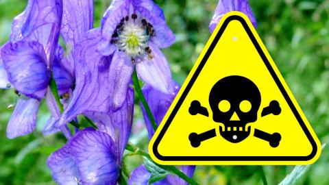 Top 10 Poisonous Plants