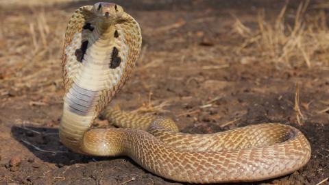 Top 5 Myths About Snakes