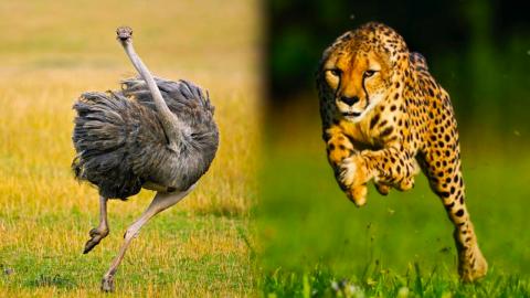 Top 10 Ridiculously Fast Animals