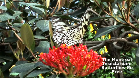Butterflies and Moths, From One Extreme to Another