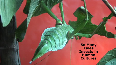 Insects in Human Cultures
