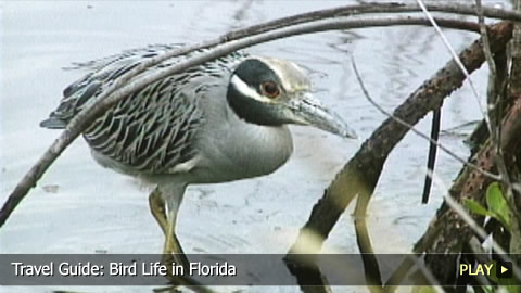 Discover The Bird Life in Florida