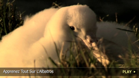 Apprenez Tout Sur L'Albatros