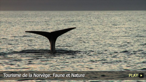 Tourisme de la Norvège: Faune et Nature