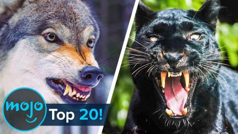 Top 10 Infamous Man-eaters
