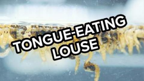 Trivia Game - Top 10 Movie Alien Internal Parasite